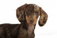 Pied short-hair dachshund pup...