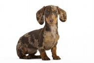 Pied short-hair dachshund puppy