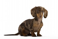 Pied short-hair dachshund puppy