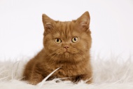 British Shorthair kitten sitt...