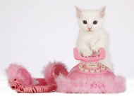 White Aphrodite kitten standi...