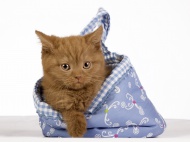 British Shorthair itten getti...