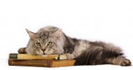 Maine Coon cat lying on old b...