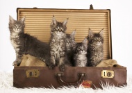 Five Maine Coon kittens sitti...
