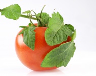 Tomato wrapped in tomato leaves