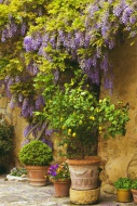 Chinese Wisteria (Wisteria si...