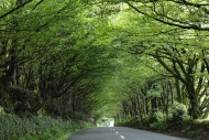 \"Tree tunnel\" parkw...