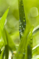 Grass with water drops