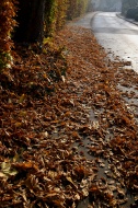 Autumn leaves on pavement and...