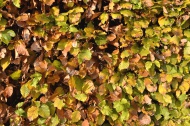 Autumnal beech hedge, Europea...