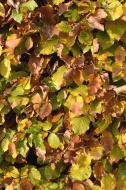 Autumnal beech hedge, Europea...