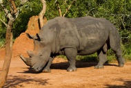 Northern White Rhinoceros (Ce...