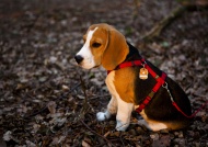 A tricolour male beagle puppy...