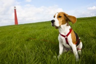 A tricolour male beagle puppy...
