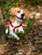 A tricolour male beagle puppy...