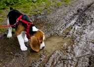 A tricolour male beagle puppy...