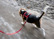 A tricolour male beagle puppy...