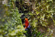 Strawberry poison frog (Oopha...
