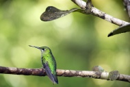 Green-crowned Brilliant (Heli...