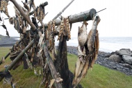 Cod on a drying rack, Iceland...