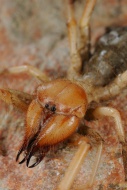 Sun-spider (Solifugae sp.), a...
