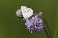 Common Blue (Polyommatus icar...