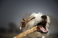 Parson Russell Terrier puppy,...