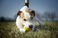 Parson Russell Terrier puppy,...