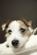 Parson Russell Terrier puppy,...