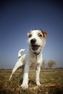 Parson Russell Terrier puppy,...