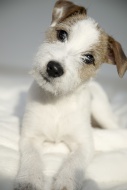 Parson Russell Terrier puppy,...