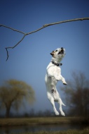 Parson Russell Terrier puppy,...
