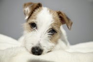 Parson Russell Terrier puppy,...