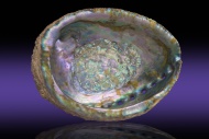 Iridescent Abalone Shell Inte...