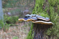 Red banded polypore (Fomitops...