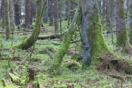 Protective forest near Steinh...