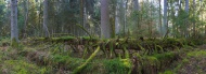 Panoramic view of a spruce fo...