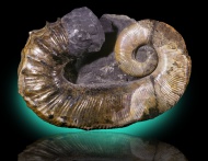 Abberant Ammonite Fossil, Anc...