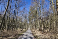 Forest track, Darss Forest ne...
