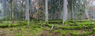 Panorama, spruce forest, prot...