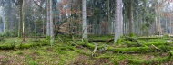 Panorama, spruce forest, prot...