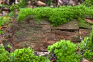 Tree trunk with moss, spruce ...