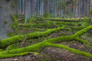 Tree trunks with moss, spruce...