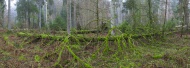 Panorama, tree trunks, spruce...