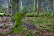 Tree trunks with moss, spruce...