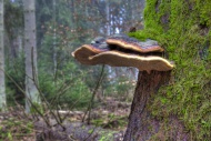Red Banded Polypore (Fomitops...
