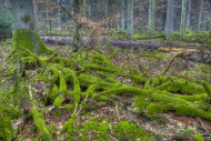 Spruce forest, moss, protecte...