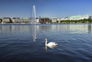 Swan on Lake Binnenalster, In...