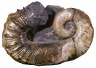 Aberant Ammonite Fossil, Ancy...