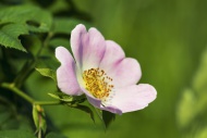 Wood anemone (Anemone nemoros...